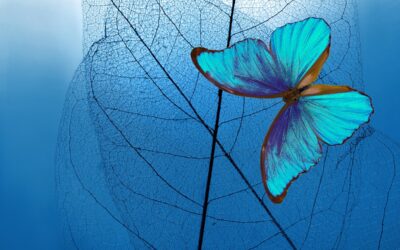 What are the Wild Remedies?